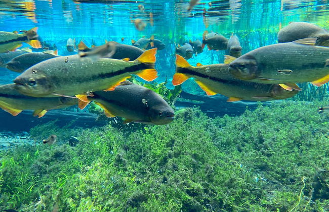 Snorkeling dans la rivière Baía Bonita - Foto 5