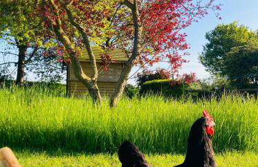 Whiskers and Woods Shepherd Hut - Foto 12