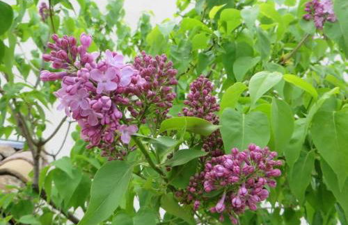 Les Tarraïettes au pied du Luberon - Foto 6