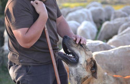 As Fuebas de Patricio - Foto 39