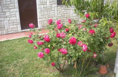 Agriturismo Le Rose - Foto 109