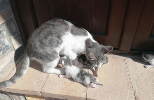 Agriturismo Collomici - Foto 66