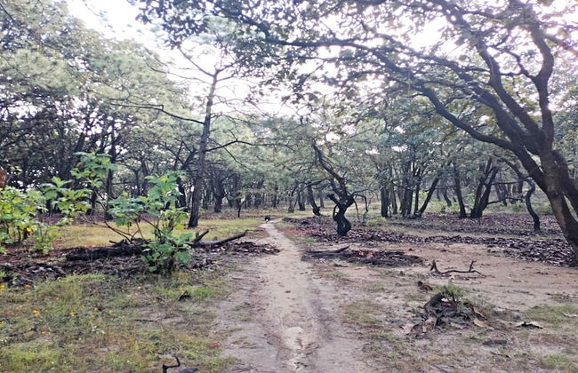 Loft Tree House 1 by Kivoya - Foto 9