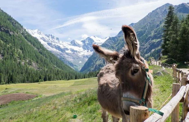 Gran Paradiso National Park Carriage Tour - Photo 2