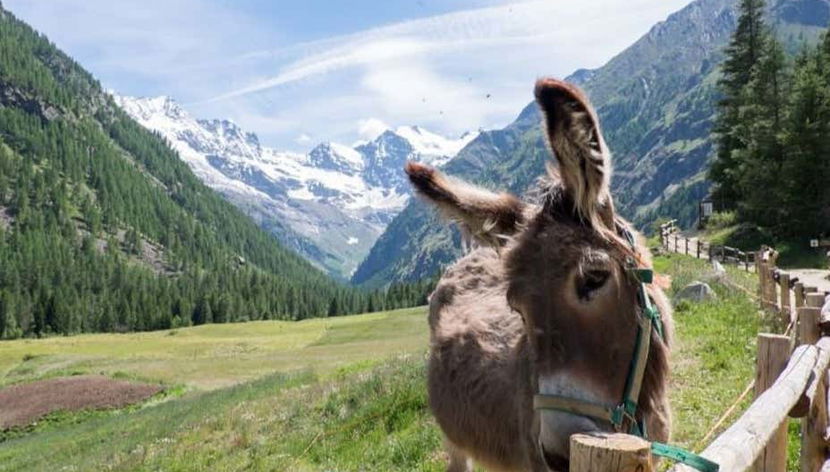 Traversez les Alpes italiennes et découvrez sa faune et sa flore