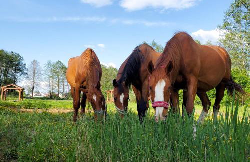 Zagroda Zabłocie Domki - Photo 17