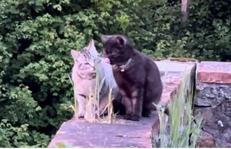 The Burrow, Oradour ST Genest - Foto 19