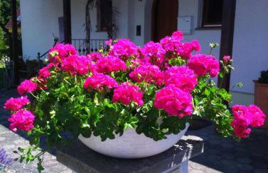 Haus Säntisblick - Foto 1