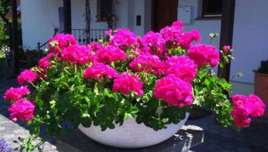 Haus Säntisblick - Foto 1