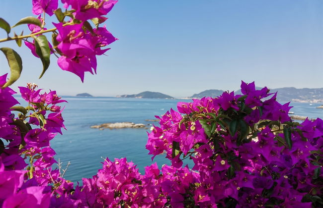 Stella di Mare - Foto 1