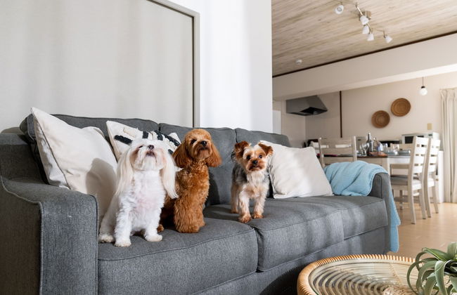 Little Santa - Foto 52