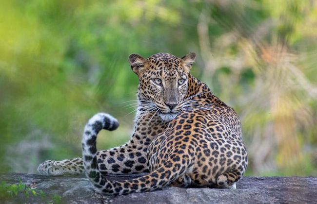 maya tangalle - Photo 23