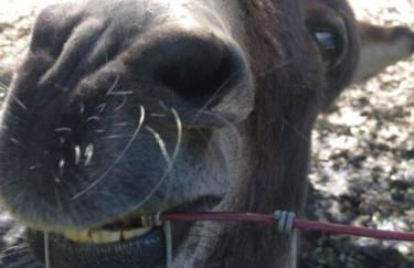 Wonky Donkey Den 30 mi to Yosemite Arch Entrance - Foto 20