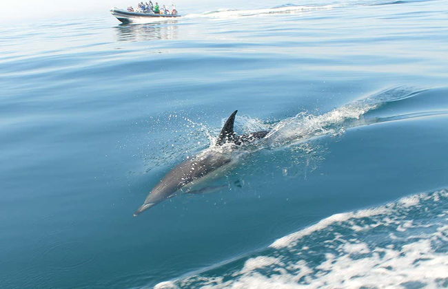 Avistamiento de delfines en Tavira - Foto 8