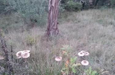 Quintinha do Casal Ruivo - Foto 18