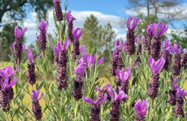 Monte Santo - Foto 53