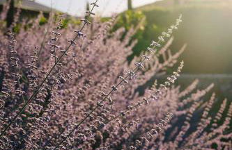 Agriturismo Resort Il Foionco - Foto 54