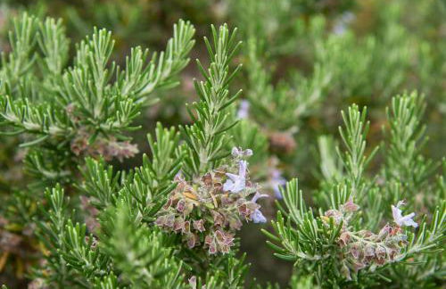 Luxury Farmhouse with Swimming Pool, By TimeCooler - Photo 80