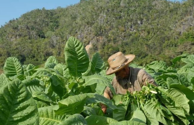 Holiday rental in Viñales with garden and terrace - Photo 37