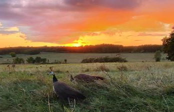 Domaine équestre de la Chênaie - Foto 33