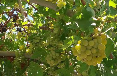 White lilies the house of gourmet flavours - Foto 59