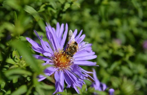 Ferienwohnung Osteland - Foto 19