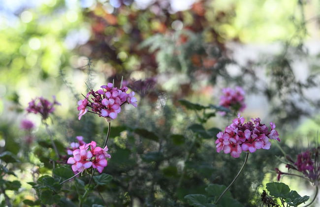 Miriams Cottage - Photo 22