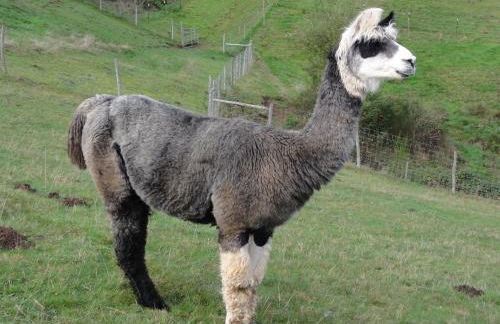 ruhiges Wohnen am Lama und Maine Coon Hof in Alleinlage in Biederbach 3 Zimmer mit Kochgelegenheit Bad - Foto 15