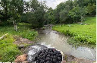 Casa, sítio, aconchegante no Vale dos Vinhedos. - Foto 12