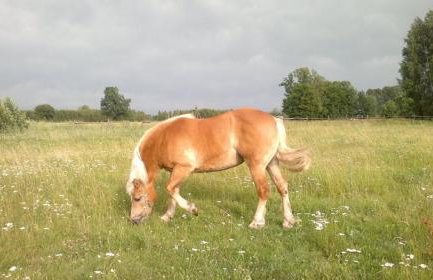 Domek Drewniany - Foto 53