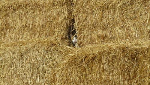 FINCA EL CERRO - Foto 3