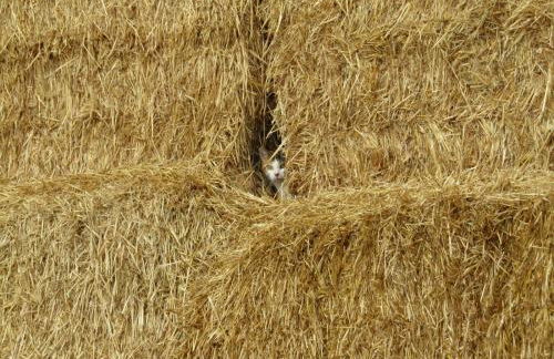 FINCA EL CERRO - Foto 3