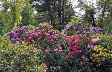 Wiśniowy Sad - Foto 69