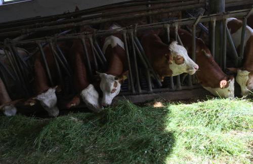 Angeln am Regen - Angelhof Posl - Foto 44