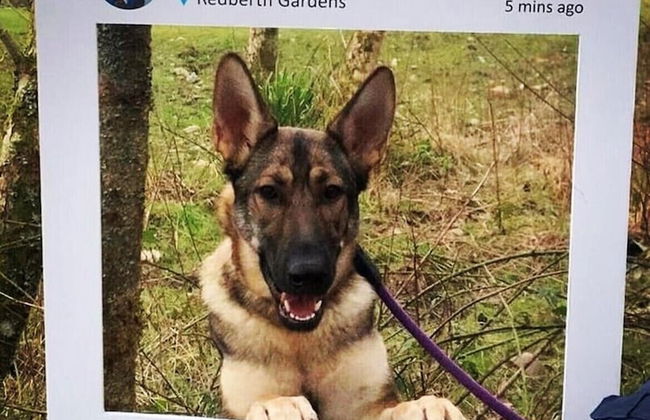 Fig Tree Cottage - Foto 30