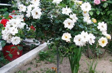 Anna Studios - Foto 44