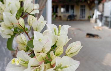 Tonia's Cottage - Foto 31