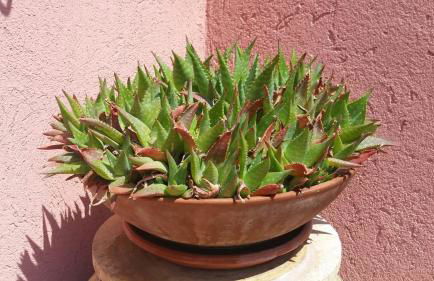 CASA OLEANDRO - Photo 59