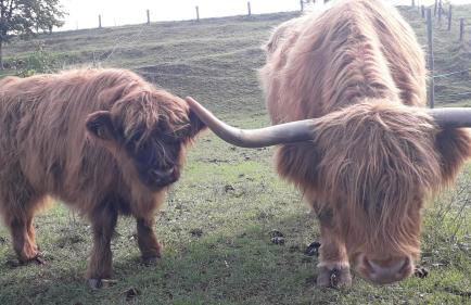 MA ROSE DES LUMIERES maison indépendante 6 personnes avec grande cour - Foto 6