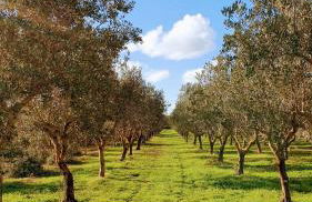 Speroni d'oro - Foto 32