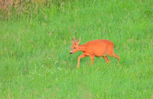 Ostoja nad Gilem - Foto 43
