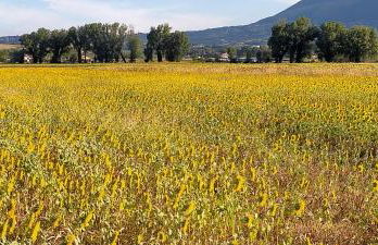 Agriturismo I Melograni - Foto 41