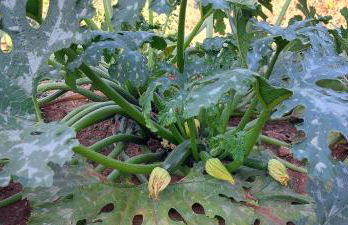 Villa PARADISO - Tra Ulivi e Tramonti da Cartolina - Foto 57