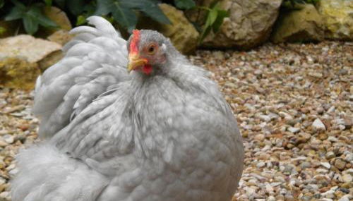 Preciosa casa con jardín "Casa Gastón" - Photo 3