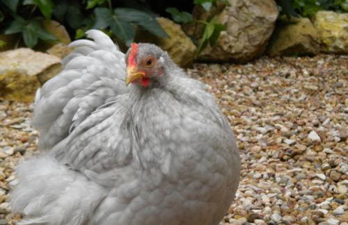 Preciosa casa con jardín "Casa Gastón" - Photo 3