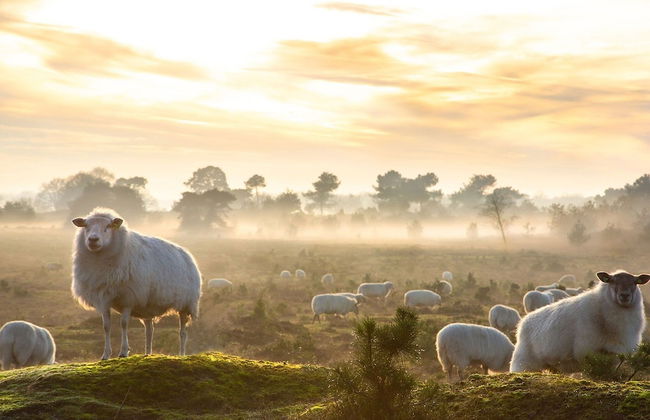 Nice Chalet With AC, on the Drents-friese Wold - Foto 27