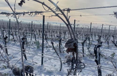Ferienwohnungen TonArt - modern & stilvoll im Weinort Sommerach - Foto 34