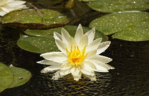 Giannakis' Filoxenia - Foto 37