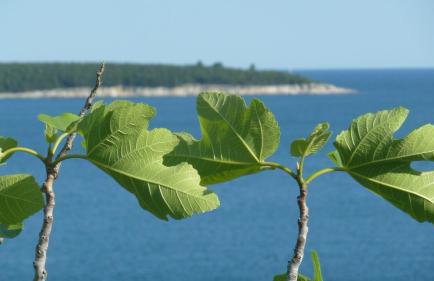 House Meli - Photo 39