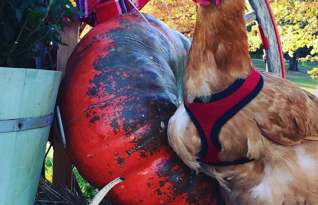 Countryside Cottages - Foto 27